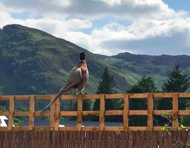 The Bothy - Your Unique Luxury Refuge Saint Fillans Exterior foto